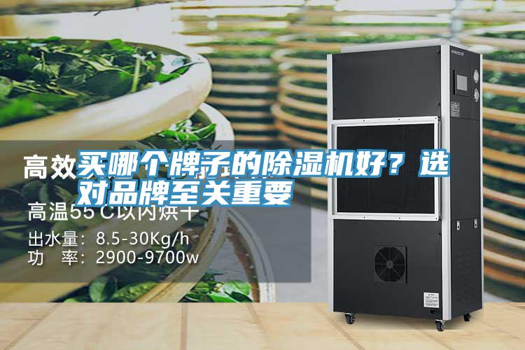 买哪个牌子的猫咪成人官网好？选对品牌至关重要