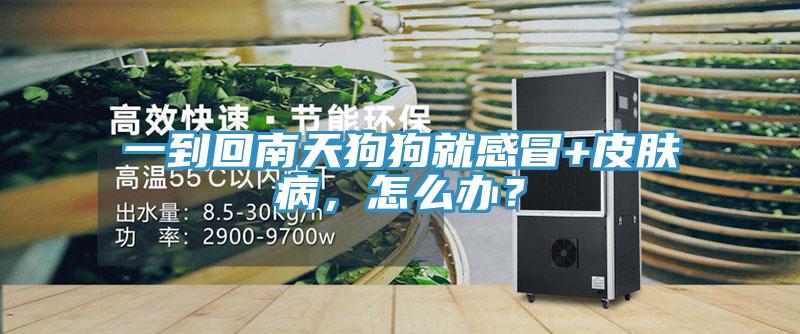 一到回南天狗狗就感冒+皮肤病，怎么办？
