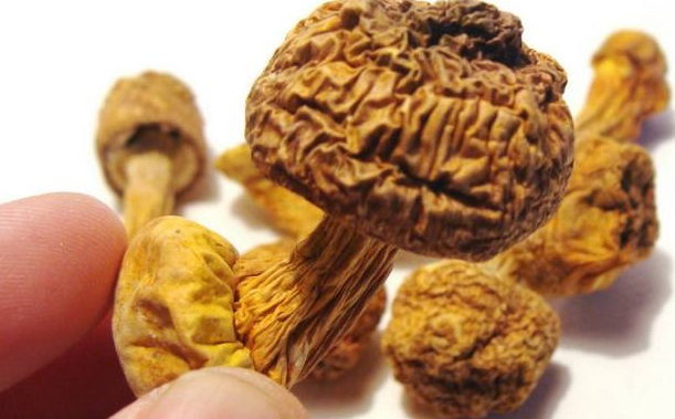 巴西菇、姬松茸烘干机-怎样烘干色泽好且菇体褶片完整？