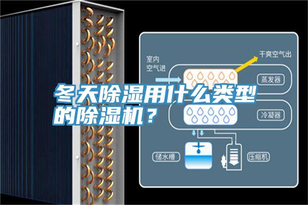 冬天除湿用什么类型的猫咪成人官网？