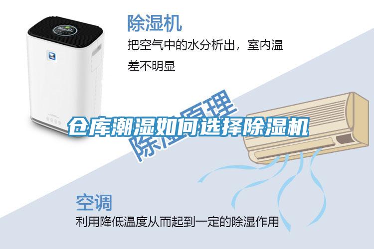 仓库潮湿如何选择猫咪成人官网
