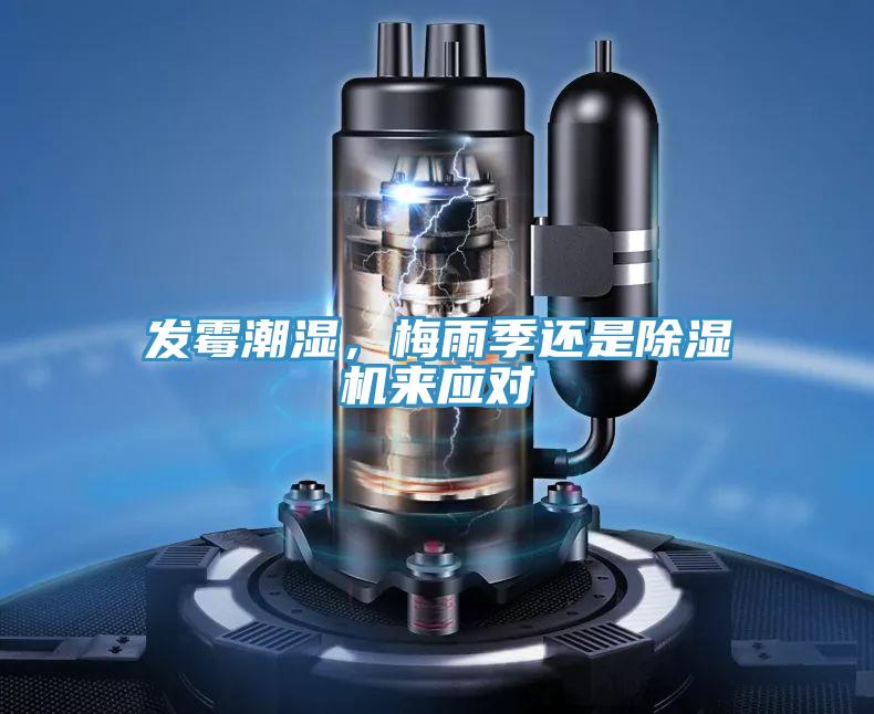 发霉潮湿，梅雨季还是猫咪成人官网来应对