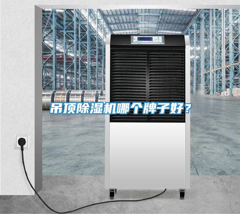 吊顶猫咪成人官网哪个牌子好？