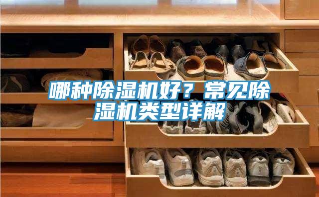 哪种猫咪成人官网好？常见猫咪成人官网类型详解