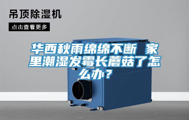 华西秋雨绵绵不断 家里潮湿发霉长蘑菇了怎么办？