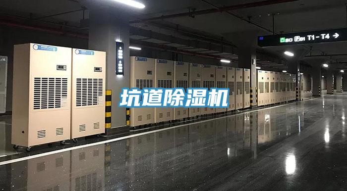 坑道猫咪成人官网