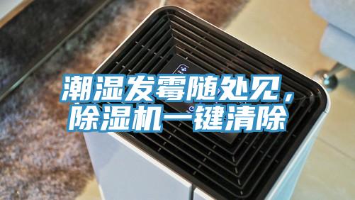潮湿发霉随处见，猫咪成人官网一键清除
