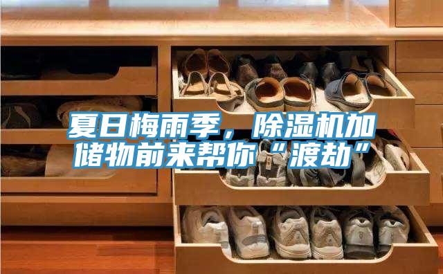 夏日梅雨季，猫咪成人官网加储物前来帮你“渡劫”