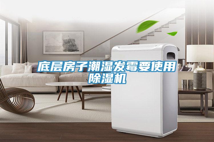 底层房子潮湿发霉要使用猫咪成人官网