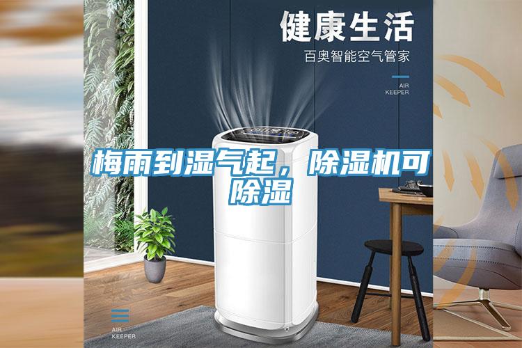 梅雨到湿气起，猫咪成人官网可除湿