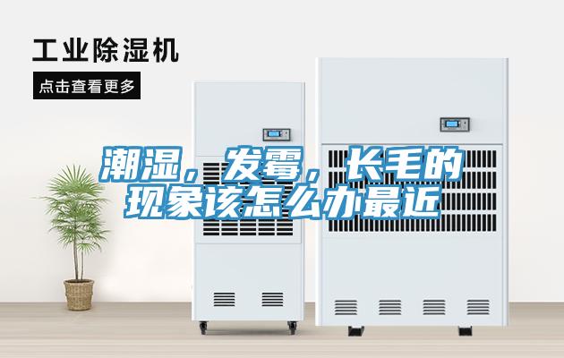 潮湿，发霉，长毛的现象该怎么办最近