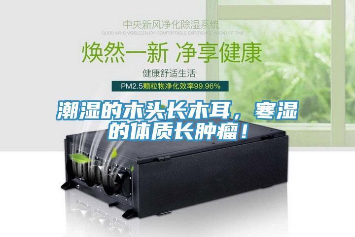 潮湿的木头长木耳，寒湿的体质长肿瘤！