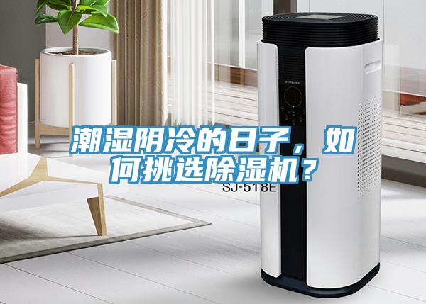 潮湿阴冷的日子，如何挑选猫咪成人官网？