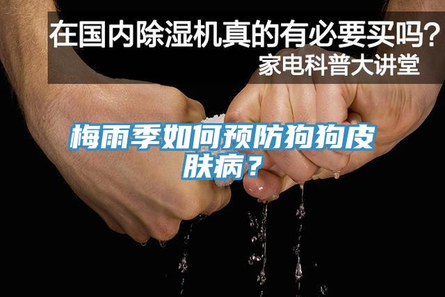 梅雨季如何预防狗狗皮肤病？