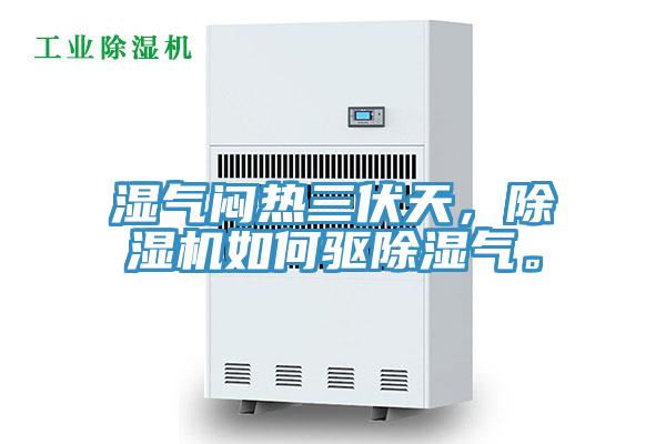 湿气闷热三伏天，猫咪成人官网如何驱除湿气。
