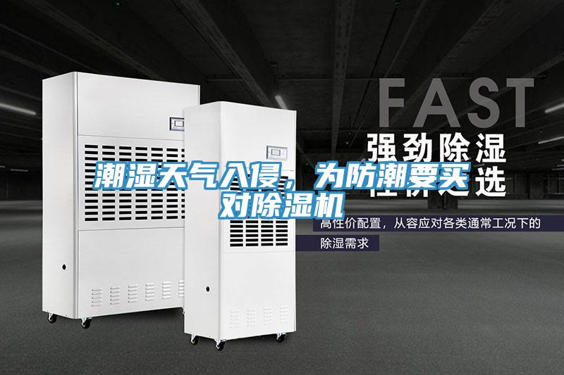 潮湿天气入侵，为防潮要买对猫咪成人官网