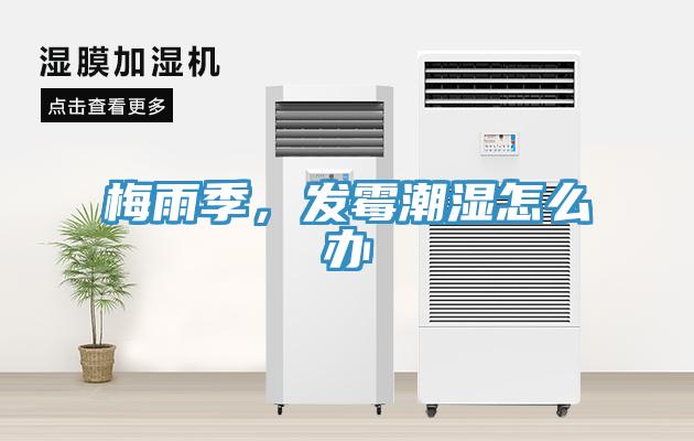 梅雨季，发霉潮湿怎么办