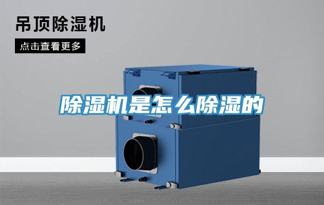 猫咪成人官网是怎么除湿的