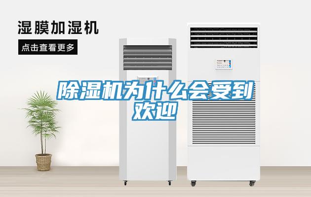 猫咪成人官网为什么会受到欢迎