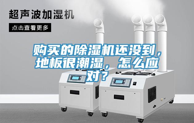 购买的猫咪成人官网还没到，地板很潮湿，怎么应对？