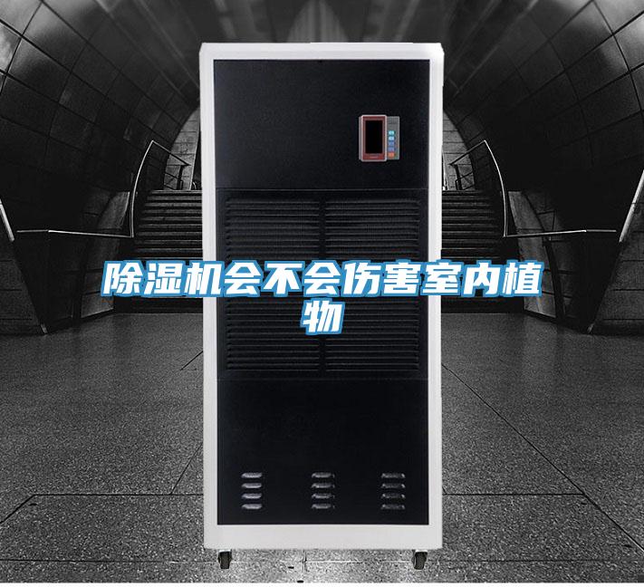 猫咪成人官网会不会伤害室内植物