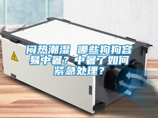 闷热潮湿 哪些狗狗容易中暑？中暑了如何紧急处理？