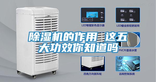 猫咪成人官网的作用 这五大功效你知道吗