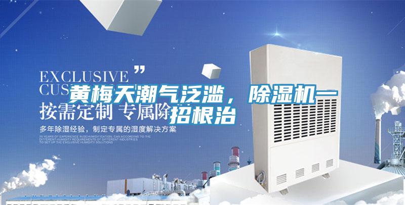 黄梅天潮气泛滥，猫咪成人官网一招根治