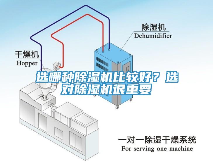 选哪种猫咪成人官网比较好？选对猫咪成人官网很重要