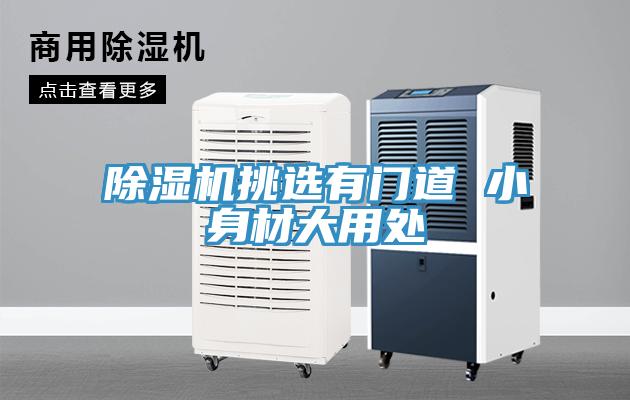 猫咪成人官网挑选有门道 小身材大用处