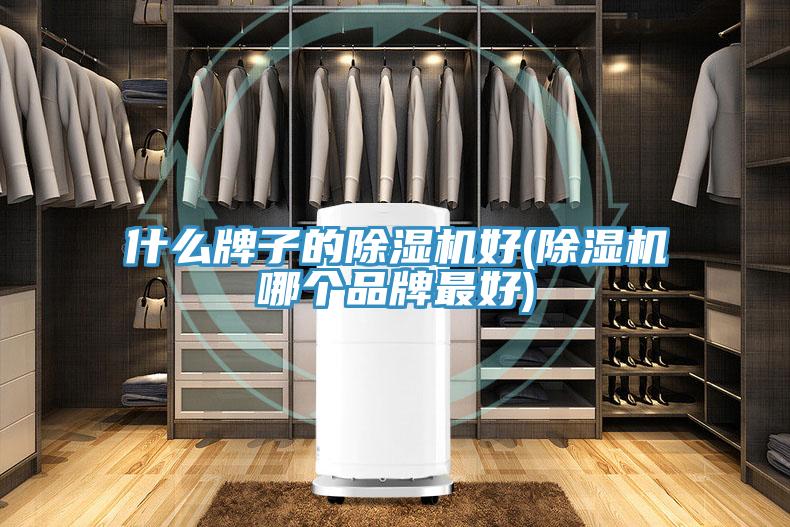什么牌子的猫咪成人官网好(猫咪成人官网哪个品牌最好)