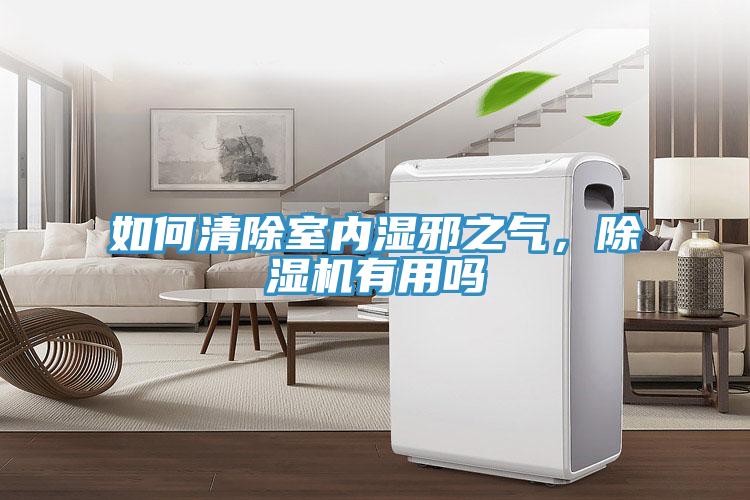 如何清除室内湿邪之气，猫咪成人官网有用吗