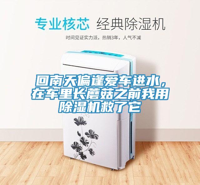 回南天偏逢爱车进水，在车里长蘑菇之前我用猫咪成人官网救了它