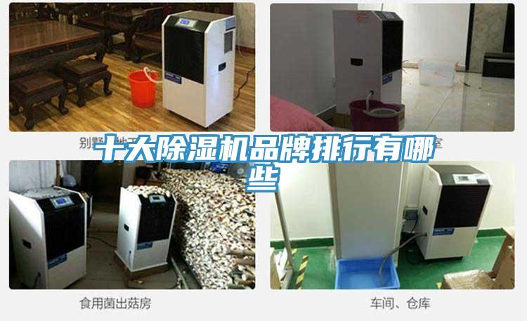 十大猫咪成人官网品牌排行有哪些