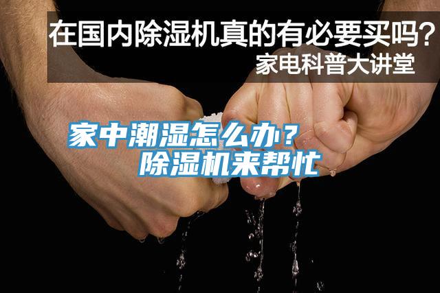 家中潮湿怎么办？    猫咪成人官网来帮忙