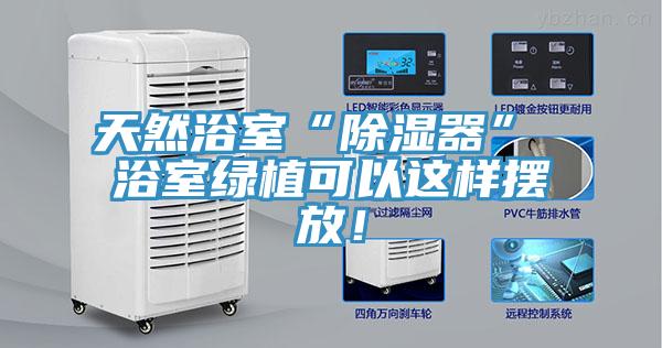 天然浴室“除湿器” 浴室绿植可以这样摆放！