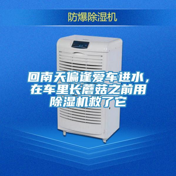 回南天偏逢爱车进水，在车里长蘑菇之前用猫咪成人官网救了它