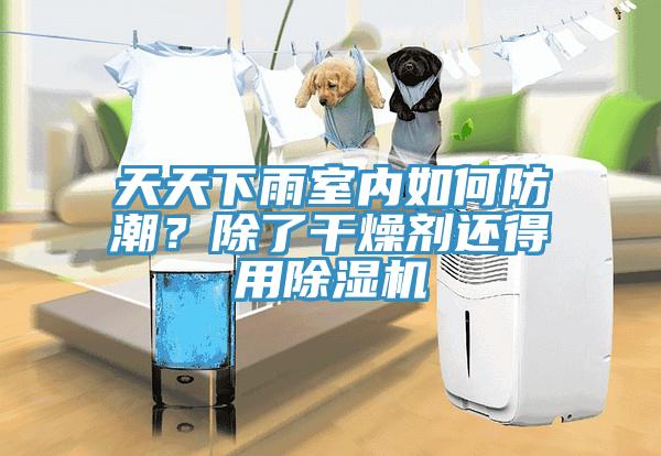 天天下雨室内如何防潮？除了干燥剂还得用猫咪成人官网