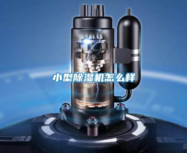小型猫咪成人官网怎么样