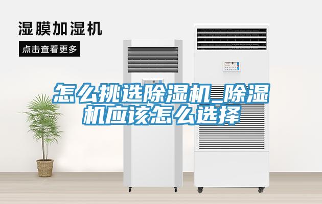 怎么挑选猫咪成人官网_猫咪成人官网应该怎么选择