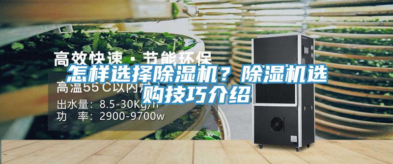 怎样选择猫咪成人官网？猫咪成人官网选购技巧介绍