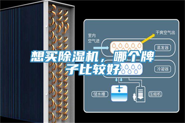 想买猫咪成人官网，哪个牌子比较好