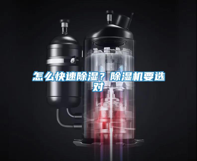 怎么快速除湿？猫咪成人官网要选对