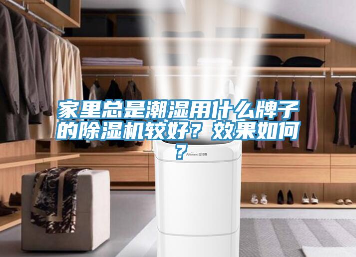 家里总是潮湿用什么牌子的猫咪成人官网较好？效果如何？