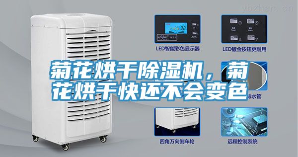 菊花烘干猫咪成人官网，菊花烘干快还不会变色