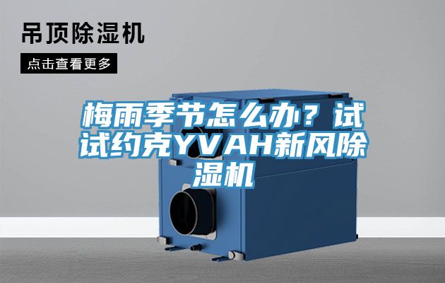 梅雨季节怎么办？试试约克YVAH新风猫咪成人官网