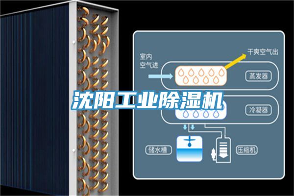沈阳工业猫咪成人官网