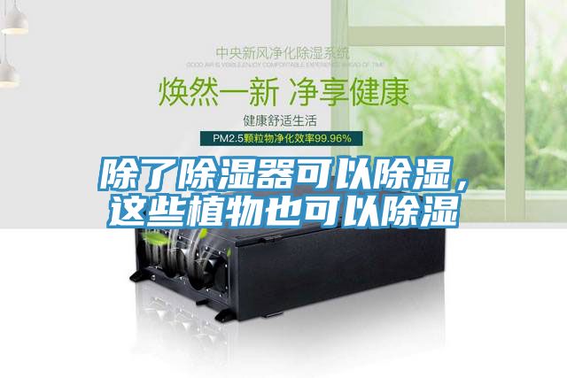 除了除湿器可以除湿，这些植物也可以除湿