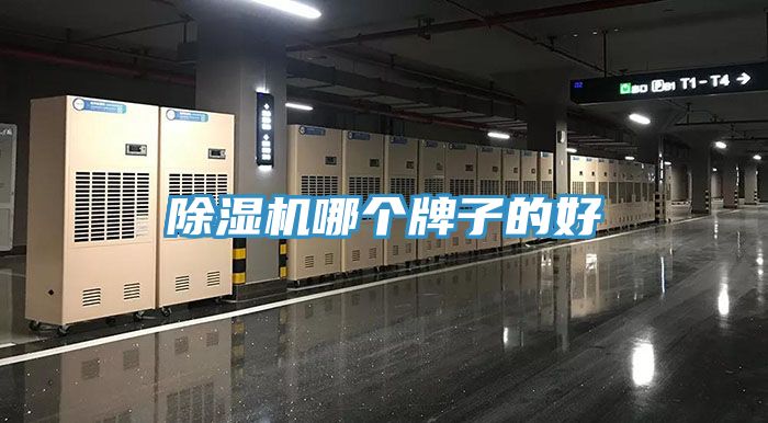 猫咪成人官网哪个牌子的好