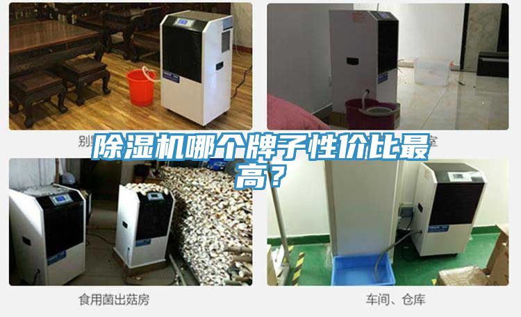 猫咪成人官网哪个牌子性价比最高？